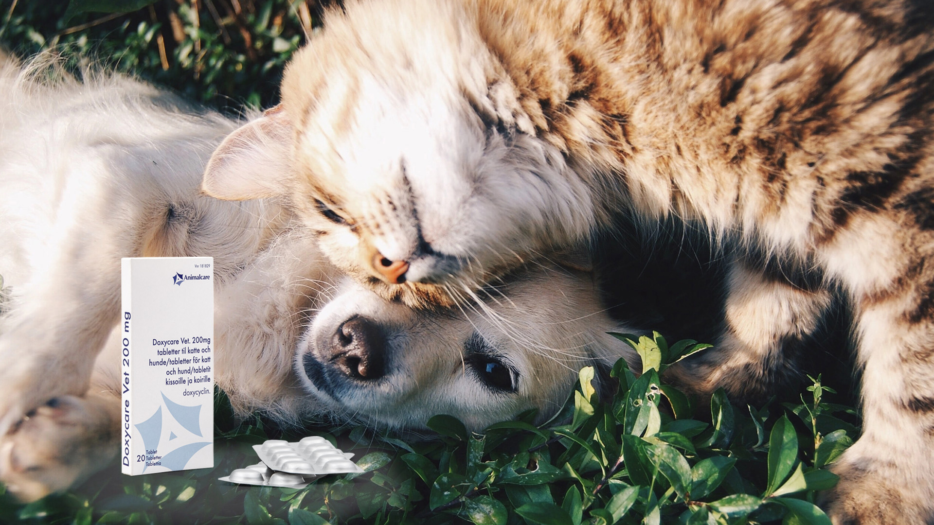 Doxycare vet. smaksatta tabletter för hund & katt